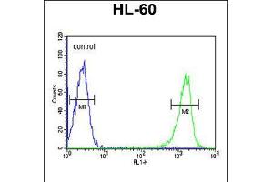 Flow cytometric analysis of HL-60 cells (right histogram) compared to a negative control cell (left histogram). (PSME1 Antikörper  (C-Term))