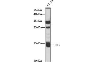Western blot analysis of extracts of HT-29 cells, using TFF2 antibody (ABIN6128875, ABIN6149049, ABIN6149050 and ABIN6221077) at 1:1000 dilution. (Trefoil Factor 2 Antikörper  (AA 24-129))