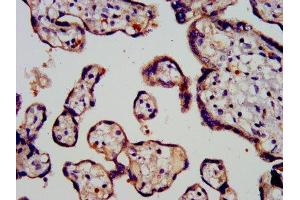 IHC image of ABIN7164717 diluted at 1:200 and staining in paraffin-embedded human placenta tissue performed on a Leica BondTM system. (Prokineticin 1 Antikörper  (AA 20-105))