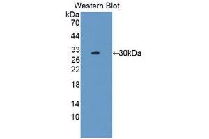 Western Blotting (WB) image for anti-Fascin 2 (FSCN2) (AA 8-258) antibody (ABIN1176317) (Fascin 2 Antikörper  (AA 8-258))