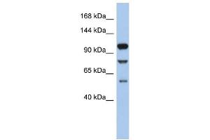 TLR9 antibody used at 1 ug/ml to detect target protein. (TLR9 Antikörper  (N-Term))