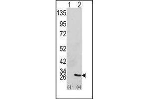 Image no. 1 for anti-Growth Factor Receptor-Bound Protein 2 (GRB2) (Middle Region) antibody (ABIN358795) (GRB2 Antikörper  (Middle Region))