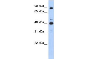 WB Suggested Anti-CDK9 Antibody Titration:  0. (CDK9 Antikörper  (N-Term))