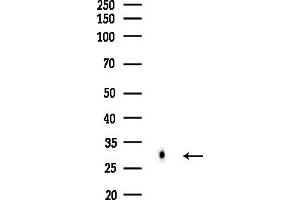 anti-Major Histocompatibility Complex, Class II, DO beta (HLA-DOB) antibody