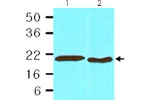 Cell lysates of HepG2 (lane 1, 30 ug) and HeLa (lane 2, 30 ug) were resolved by SDS-PAGE and probed with PPIB monoclonal antibody, clone k2E2  (1:1,000). (PPIB Antikörper  (AA 26-216))