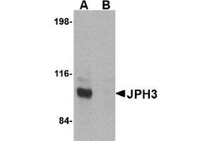 Western Blotting (WB) image for anti-Junctophilin 3 (JPH3) (C-Term) antibody (ABIN1030460) (Junctophilin 3 Antikörper  (C-Term))