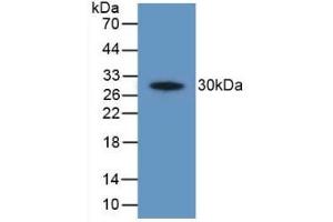 Detection of Recombinant PTGS2, Human using Polyclonal Antibody to Cyclooxygenase-2 (COX 2) (COX2 Antikörper  (AA 187-425))