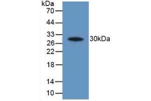 Detection of Recombinant PTGS2, Human using Polyclonal Antibody to Cyclooxygenase-2 (COX 2) (PTGS2 Antikörper  (AA 187-425))