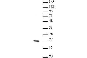 Hmgn2 antibody (pAb) tested by Western blot.