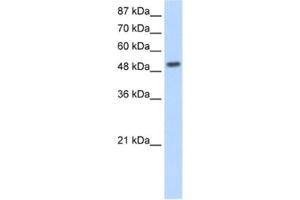 Western Blotting (WB) image for anti-Nuclear Receptor Subfamily 2, Group E, Member 3 (NR2E3) antibody (ABIN2461845) (NR2E3 Antikörper)