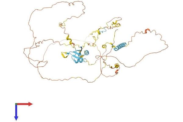 EIF4B Protein (AA 1-611) (His tag)