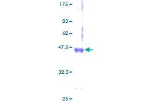 Image no. 1 for Apelin (APLN) (AA 1-122) protein (GST tag) (ABIN1345316)