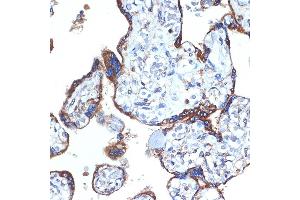 Immunohistochemistry of paraffin-embedded human placenta using ERp29 Rabbit mAb (ABIN7266943) at dilution of 1:100 (40x lens). (ERP29 Antikörper)