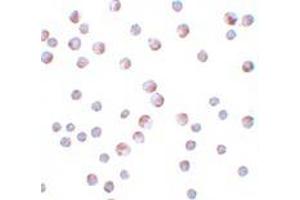 Immunohistochemistry (IHC) image for anti-Autophagy Related 9B (ATG9B) (C-Term) antibody (ABIN1030265) (ATG9B Antikörper  (C-Term))