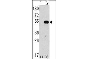Western blot analysis of anti-hG4C-Y48 Pab 1810a in 293 cell line lysates transiently transfected with the ATG4C gene (2 μg/lane). (ATG4C Antikörper  (N-Term))