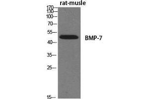 Western Blot (WB) analysis of specific cells using BMP-7 Polyclonal Antibody. (BMP7 Antikörper  (Internal Region))