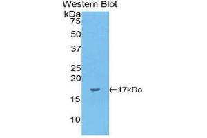 Western Blotting (WB) image for anti-Interleukin 1 alpha (IL1A) (AA 132-265) antibody (ABIN1172154) (IL1A Antikörper  (AA 132-265))