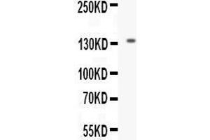 Western blot analysis of EGF expression in mouse kidney extract (lane 1). (EGF Antikörper  (AA 977-1029))