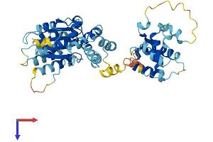 ORC5 Protein (AA 1-435) (His tag)