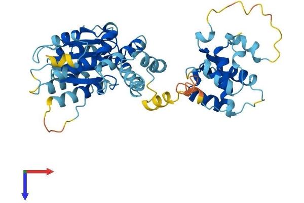 ORC5 Protein (AA 1-435) (His tag)