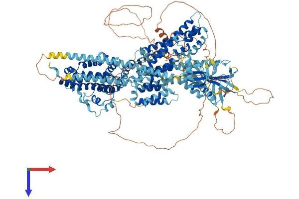 RASGRF1 Protein (AA 1-1262) (His tag)