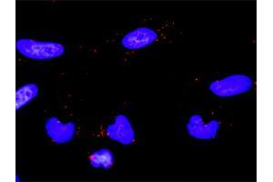 Proximity Ligation Analysis of protein-protein interactions between PLCG2 and ERBB2. (ErbB2/Her2 Antikörper  (AA 22-121))