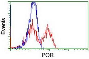 Image no. 4 for anti-P450 (Cytochrome) Oxidoreductase (POR) antibody (ABIN1497747) (POR Antikörper)