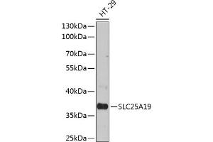 Western blot analysis of extracts of HT-29 cells, using SLC25 antibody (ABIN6132701, ABIN6147913, ABIN6147915 and ABIN6215984) at 1:3000 dilution.