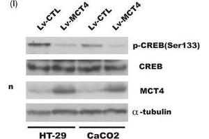 MCT4 inhibits phosphorylation of CREB(Ser133) and attenuates CREB-mediated ZO-1 transactivity. (CREB1 Antikörper  (pSer133))