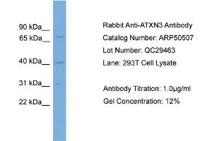 WB Suggested Anti-ATXN3  Antibody Titration: 0.