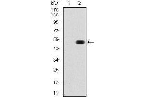 Western blot analysis using FN1 mAb against HEK293 (1) and FN1 (AA: 1965-2176)-hIgGFc transfected HEK293 (2) cell lysate.