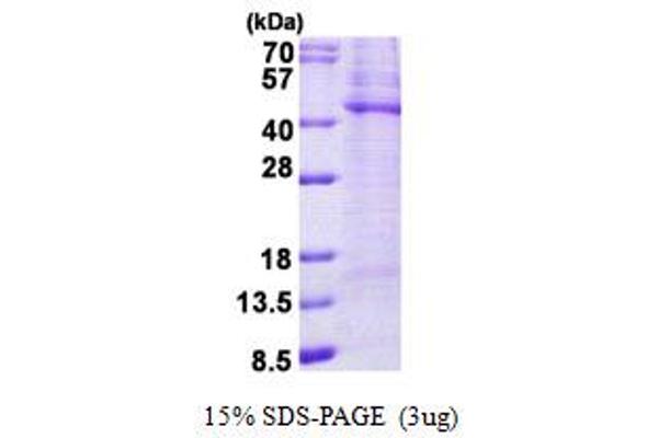 TPST2 Protein (AA 26-377) (His tag)
