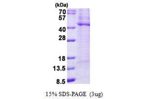 SDS-PAGE (SDS) image for tyrosylprotein Sulfotransferase 2 (TPST2) (AA 26-377) protein (His tag) (ABIN5852972)
