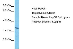 Host: Rabbit Target Name: OR8K1 Sample Type: HepG2 Whole Cell lysates Antibody Dilution: 1. (OR8K1 Antikörper  (C-Term))