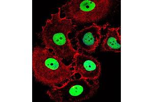 Immunofluorescence (IF) image for anti-Homeobox C10 (HOXC10) antibody (ABIN2999550) (HOXC10 Antikörper)