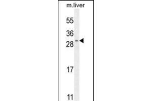 SHISA3 Antibody (C-term) (ABIN655742 and ABIN2845188) western blot analysis in mouse liver tissue lysates (35 μg/lane). (SHISA3 Antikörper  (C-Term))