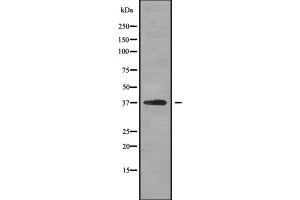 Western blot analysis OPTC using HT-29 whole cell lysates (OPTC Antikörper  (Internal Region))