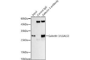 Immunoprecipitation analysis of 300 μg extracts of HT-29 cells using 3 μg Galectin 3/LG antibody (ABIN7267337). (Galectin 3 Antikörper)