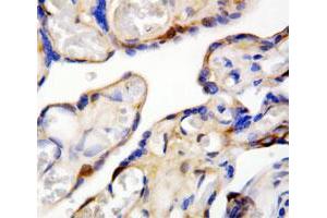 Immunohistochemical staining of paraffin-embedded human placenta specimen tissue section with DDT polyclonal antibody .