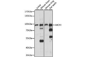 Western blot analysis of extracts of various cell lines, using  antibody (ABIN7265743) at 1:1000 dilution. (ABCF3 Antikörper  (AA 1-200))