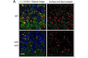 Representative images demonstrating GABRA1 (red) and GAD (green) immunofluorescence staining in WT and APE1 cKO mouse brain.