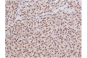 ABIN6267354 at 1/200 staining Human pancreas tissue sections by IHC-P. (MAPT Antikörper  (pSer235))