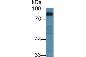 Western Blotting (WB) image for anti-Hemopoietic Cell Kinase (HCK) (AA 2-526) antibody (ABIN7443947)