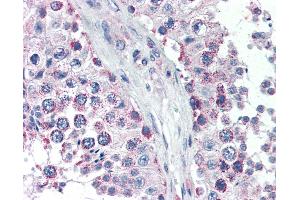 Anti-GPSM2 antibody IHC of human testis. (GPSM2 Antikörper  (AA 448-462))