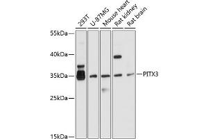 Western blot analysis of extracts of various cell lines, using PITX3 antibody (ABIN6128459, ABIN6145694, ABIN6145695 and ABIN6214864) at 1:1000 dilution. (PITX3 Antikörper  (AA 1-70))