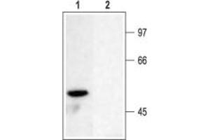 Western Blotting (WB) image for anti-Potassium Voltage-Gated Channel, Shaker-Related Subfamily, Member 6 (KCNA6) (AA 463-530), (Intracellular) antibody (ABIN7043530)