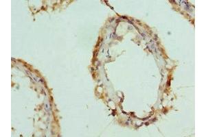 Immunohistochemistry of paraffin-embedded human testis tissue using ABIN7156403 at dilution of 1:100