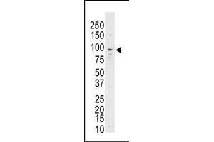 Western blot analysis of anti-SKY Pab (ABIN392054 and ABIN2841821) in mouse brain lysate. (TYRO3 Antikörper  (C-Term))