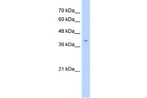 FNDC3B antibody used at 2. (FNDC3B Antikörper  (N-Term))
