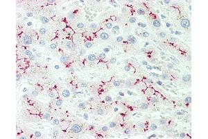 Anti-IL12RB2 antibody IHC staining of human liver. (IL12RB2 Antikörper  (AA 756-783))